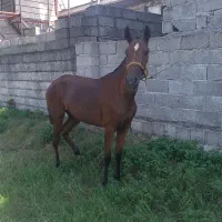 مادیان کرد ۱۸ ماه سر دم گیر|اسب و تجهیزات اسب‌سواری|ماسال, |دیوار