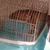 سهره جوجه سال مس|پرنده|سیاخ دارنگون, |دیوار