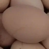 تخم مرغ طبیعی مزرعه نطفه دار
