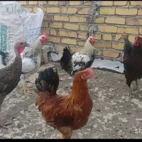 بوقلمون نر جوان سالم 4 عدد خروس جوان سالم