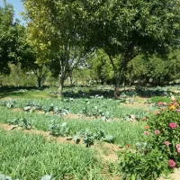 سبزی خورشتی خوراکی-کلم قمری|خوردنی و آشامیدنی|سنقر, |دیوار