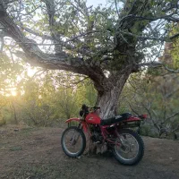 موتورxlژاپنی