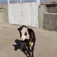 گوساله ماده|حیوانات مزرعه|بیلوار, |دیوار