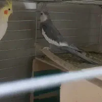 فروش چند عدد عروس هلندی|پرنده|سیرجان, |دیوار