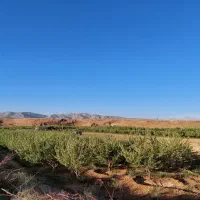 باغ-سیب
