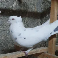 کفتر پرشی نر خال سیاه