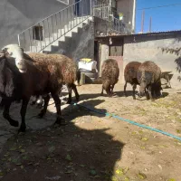 ۵عدد قوچ دودندان روزگاری درج یک|حیوانات مزرعه|فریدونشهر, |دیوار