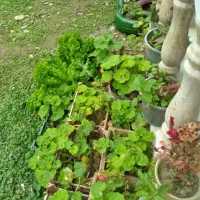 ویلا لاکچری جوانمرد|اجارهٔ کوتاه‌مدت ویلا و باغ|ماسال, |دیوار