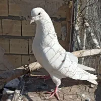 15عدد اوچان