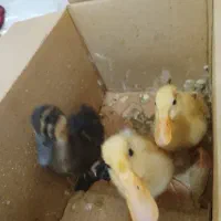 اردک ۳۰ روزه