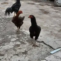 لاری لاج مهر|حیوانات مزرعه|رشت, بازار|دیوار