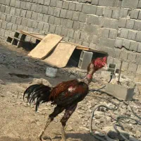 یک عدد خروس افغان ۵دانگ