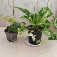 دو عدد گل طبیعی