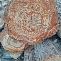 خرید وبرش کاج وچوب کاج