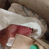 بذر گندم ابی