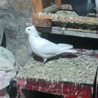 کبوتر|پرنده|نوشین شهر, |دیوار