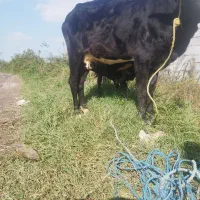 گاو چالوسی به همراه گوساله نر|حیوانات مزرعه|سنگر, |دیوار