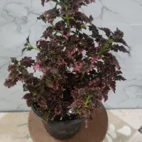 انواع گل|گل و گیاه طبیعی|اردبیل, |دیوار