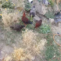۷عدد نیمچه مرغ