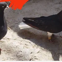 شهری