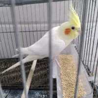 گم شده شهرک امام حسن