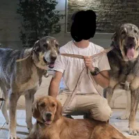 پانسیون وداگ‌پارک ویژه سگ‌هامراقبت بازی وآموزش|خدمات پیشه و مهارت|شیراز, شهرک قمشه|دیوار