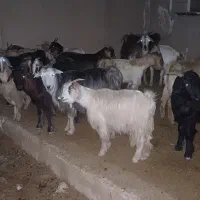 گوشت کهره