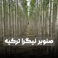 نهال صنوبر نیگرای ترکیه با بهترین کیفیت