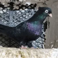 پرنده