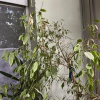 درخت بنجامین|گل و گیاه طبیعی|اصفهان, وحید|دیوار