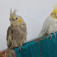 یک جفت عروس هلندی جوون بازیگوش