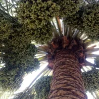 بارنخل شماروخریدارم