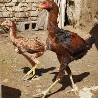 دو عدد جوجه لاری اصیل