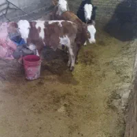 گوساله