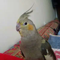 عروس هلندی ماده