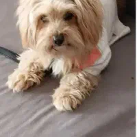 سگ شیتزو ماده قیمت فقط ۹۵۰