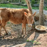 لیشه گوساله