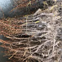 نهال زرشک خریداریم|خدمات باغبانی و درختکاری|قائن, |دیوار