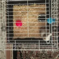 خرگوش زیبا|موش و خرگوش|قرچک, زیبا شهر|دیوار