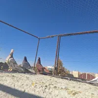 کبوتر رنگی|پرنده|شیراز, شهرک گلستان|دیوار