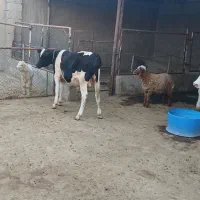 گاو با گوساله نر