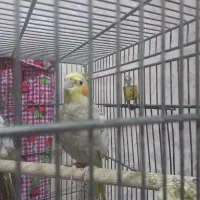 پرنده گلباقالی باهوش|پرنده|الوند, |دیوار