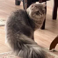 گربه نر اسکاتیش بریتیش گردن گیر واسه جفتگیری