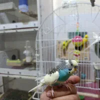 ۵ جفت مرغ عشق مولد روی تخم تضمینی