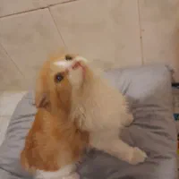 گربه اسکاتیش۵ ماهشه