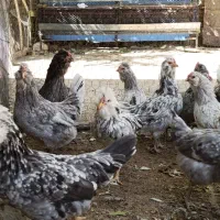 جوجه گلین طوسی|حیوانات مزرعه|اصفهان, دانشگاه اصفهان|دیوار