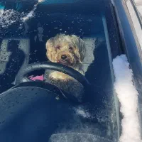 سگ نر  برای جفتگیری