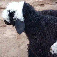 بره تخمی درجه یک