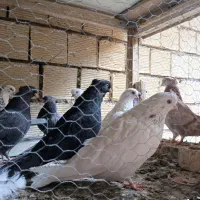 کبوتر|پرنده|اصفهان, بهارستان (مخابرات)|دیوار