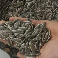 تخمه آفتابگردان درجه یک